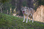 Eurasischer Grauwolf