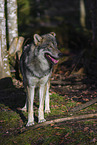 Eurasischer Grauwolf