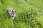 Eurasischer Grauwolf