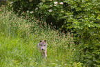 Eurasischer Grauwolf