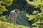 Eurasischer Grauwolf