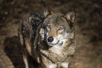 Eurasischer Grauwolf