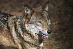 Eurasischer Grauwolf