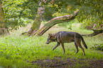 Eurasischer Grauwolf