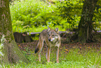 Eurasischer Grauwolf