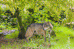 Eurasischer Grauwolf