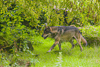 Eurasischer Grauwolf