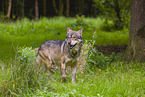 Eurasischer Grauwolf