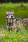 Eurasischer Grauwolf