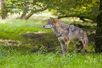 Eurasischer Grauwolf