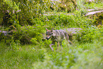 Eurasischer Grauwolf