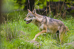 Eurasischer Grauwolf