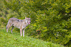 Eurasischer Grauwolf