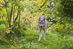 Eurasischer Grauwolf