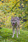 Eurasischer Grauwolf