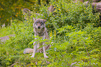 Eurasischer Grauwolf