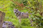 Eurasischer Grauwolf