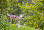 Eurasischer Grauwolf