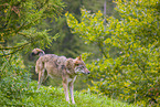 Eurasischer Grauwolf