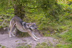 Eurasischer Grauwolf