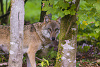 Eurasischer Grauwolf