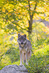 Eurasischer Grauwolf