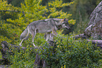 Eurasischer Grauwolf