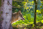 Eurasischer Grauwolf