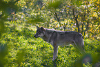 Eurasischer Grauwolf