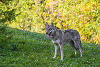 Eurasischer Grauwolf