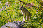 Eurasischer Grauwolf