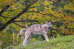 Eurasischer Grauwolf