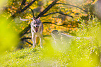 Eurasischer Grauwolf