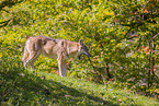 Eurasischer Grauwolf