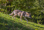 Eurasischer Grauwolf