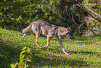 Eurasischer Grauwolf