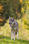 Eurasischer Grauwolf