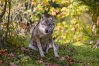 Eurasischer Grauwolf