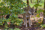 Eurasischer Grauwolf