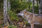 Eurasischer Grauwolf