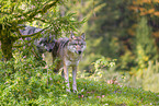 Eurasischer Grauwolf