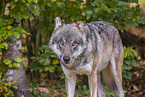 Eurasischer Grauwolf