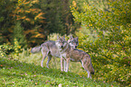 Eurasischer Grauwolf