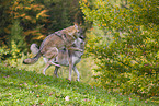 Eurasischer Grauwolf