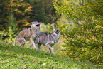 Eurasischer Grauwolf