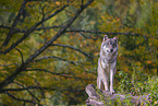 Eurasischer Grauwolf