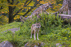 Eurasischer Grauwolf