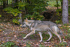 Eurasischer Grauwolf