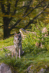 Eurasischer Grauwolf