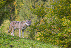 Eurasischer Grauwolf